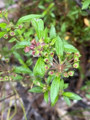 Pomax umbellata