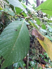 Saurauia