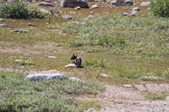 Vulpes lagopus
