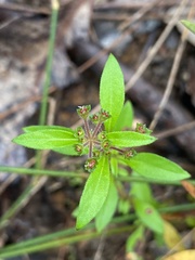 Pomax umbellata