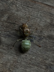 Oecophylla smaragdina