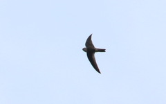 Aerodramus germani