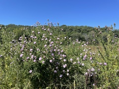 Cirsium discolor