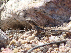 Liolaemus wiegmannii