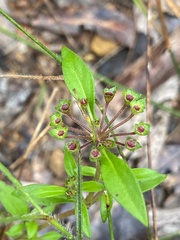 Pomax umbellata