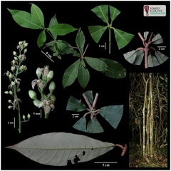 Semecarpus bunburyanus
