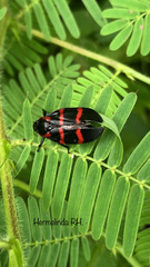 Huaina inca