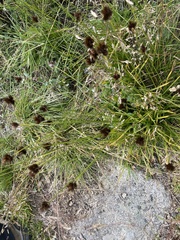 Juncus mertensianus