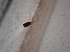 Hydroptilidae