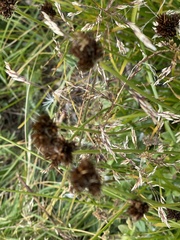 Juncus mertensianus