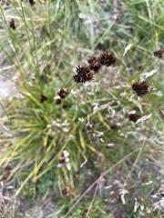 Juncus mertensianus