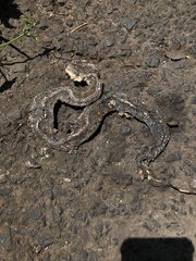 Gloydius ussuriensis