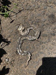 Gloydius ussuriensis