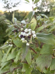 Cornus