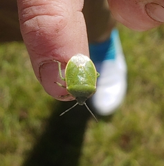 Chlorochroa persimilis