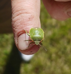 Chlorochroa persimilis