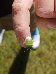 Chlorochroa persimilis