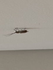 Olenecamptus bilobus