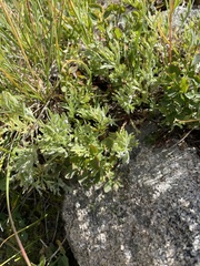 Artemisia norvegica