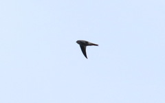 Aerodramus germani