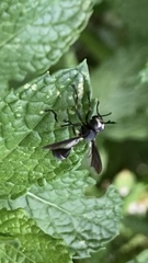 Physocephala tibialis