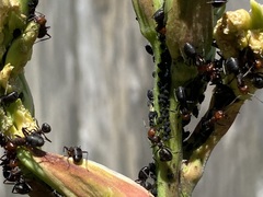 Aphis fabae