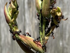 Aphis fabae