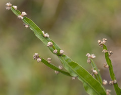 Baccharis trimera