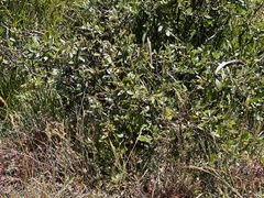 Salix planifolia