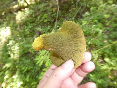 Hypomyces luteovirens