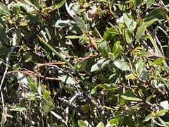 Salix planifolia