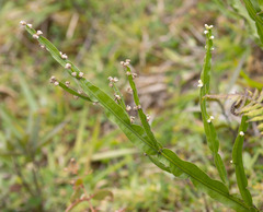 Baccharis trimera