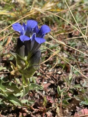 Gentiana parryi