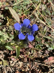 Gentiana parryi