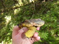 Hypomyces luteovirens