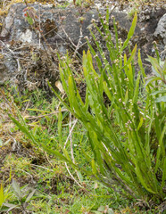 Baccharis trimera