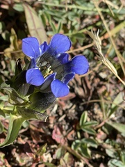 Gentiana parryi