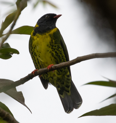 Band-tailed Fruiteater (Pipreola intermedia), photo 8