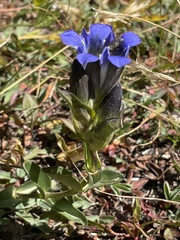 Gentiana parryi