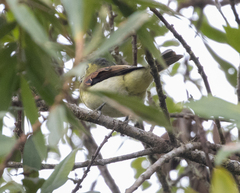 Pachyramphus versicolor
