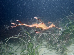 Phyllopteryx taeniolatus