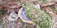 Fomitopsis pinicola