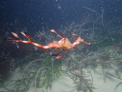 Phyllopteryx taeniolatus