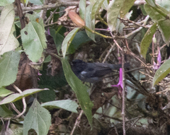 Diglossa carbonaria