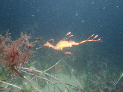 Phyllopteryx taeniolatus