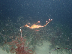 Phyllopteryx taeniolatus