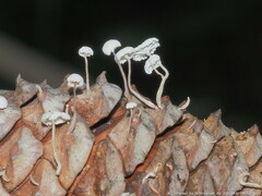 Strobilurus trullisatus