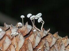 Strobilurus trullisatus