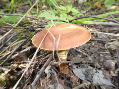 Suillus grevillei