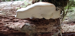 Fomitopsis pinicola